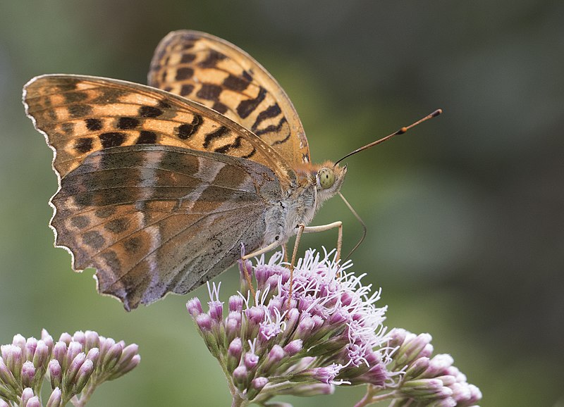 File:Argynnis paphia - Silver-washed fritillary, Giresun 2018-08-21 2.jpg