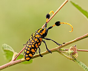 Bu görüntünün açıklaması, aşağıda da yorumlanmıştır