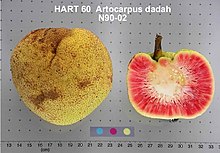 Artocarpus dadah fruit.jpg