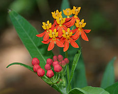 Asclepias curassavica (Mexican Butterfly Weed) W IMG 1570.jpg