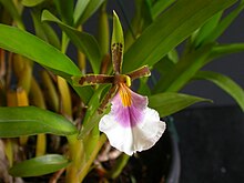 Aspasia silvana was described in 1989, after being confounded with an intergeneric natural hybrid. Aspasia silvana 003.jpg