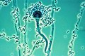 Conidiospori ai genului Aspergillus]]