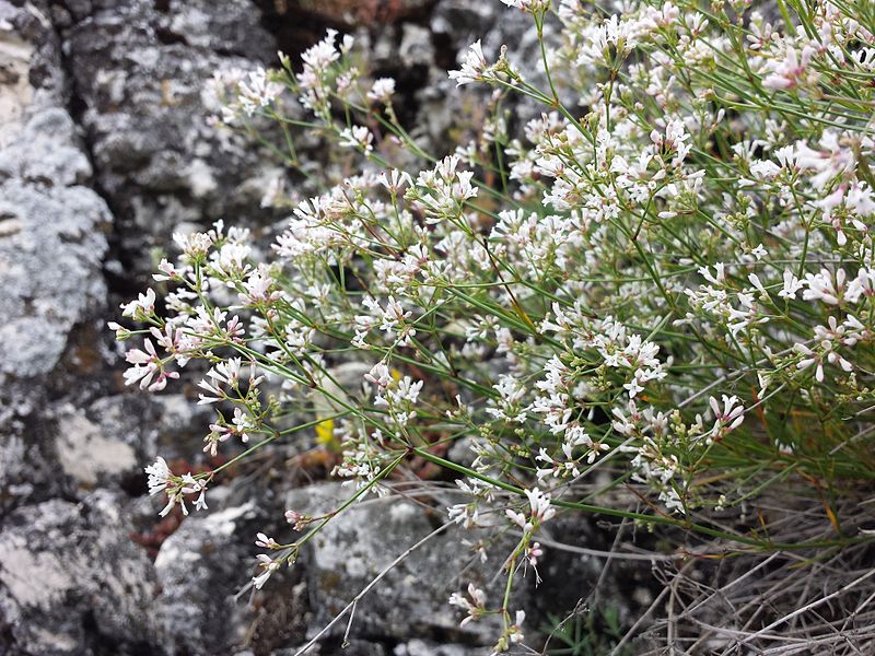 File:Asperula cynanchica sl1.jpg