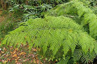 <i>Asplenium bulbiferum</i> Species of fern