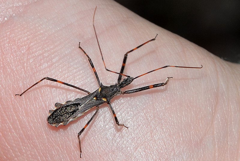 File:Assassin bug - Flickr - jeans Photos.jpg