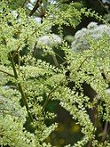 Astilbe rivularis