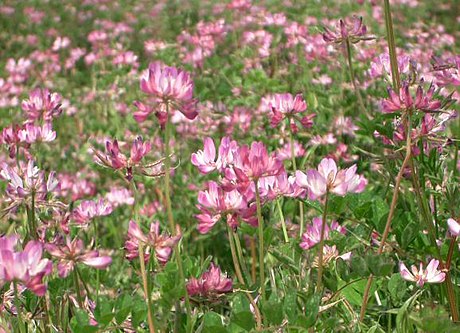 Astragalus sinicus