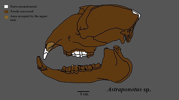 Reconstructed skull of Astraponotus sp.