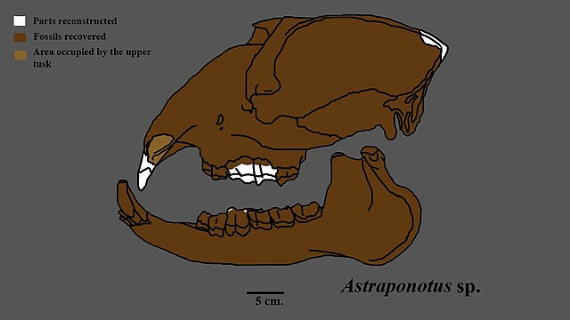Reconstructed skull of Astraponotus sp.