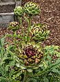 * Nomination Artichoke at Dunham Massey Hall gardens. By User:Mike Peel --XRay 05:40, 15 January 2024 (UTC) * Promotion Would it make sense to crop this tighter around the in-focus area? --Plozessor 19:55, 22 January 2024 (UTC) @Plozessor: Cropped, does that look better? Thanks. Mike Peel 18:00, 23 January 2024 (UTC)  Support Yes, thx! Good now! --Plozessor 18:45, 23 January 2024 (UTC)