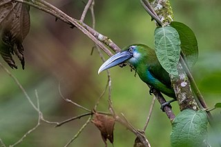 <span class="mw-page-title-main">Blue-banded toucanet</span> Species of bird