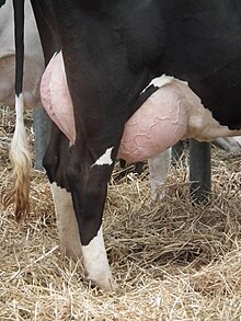 Udders of a Holstein cow. Ausgepragtes Euter einer Schwarz-Bunten.JPG