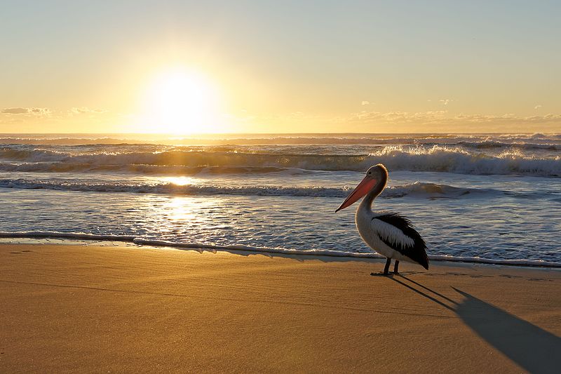 File:Australian Pelican watching beach sunrise.jpg