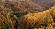 Autumn at Staward Gorge - geograph.org.uk - 614916.jpg