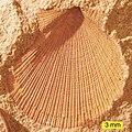 Aviculopecten subcardiformis; a bivalve from the Logan Formation (Lower Carboniferous) of Wooster, Ohio (external mold).