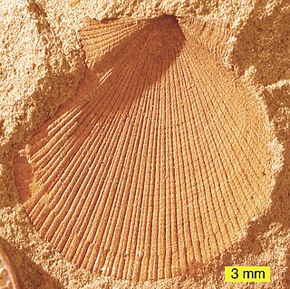 <i>Aviculopecten</i> genus of molluscs