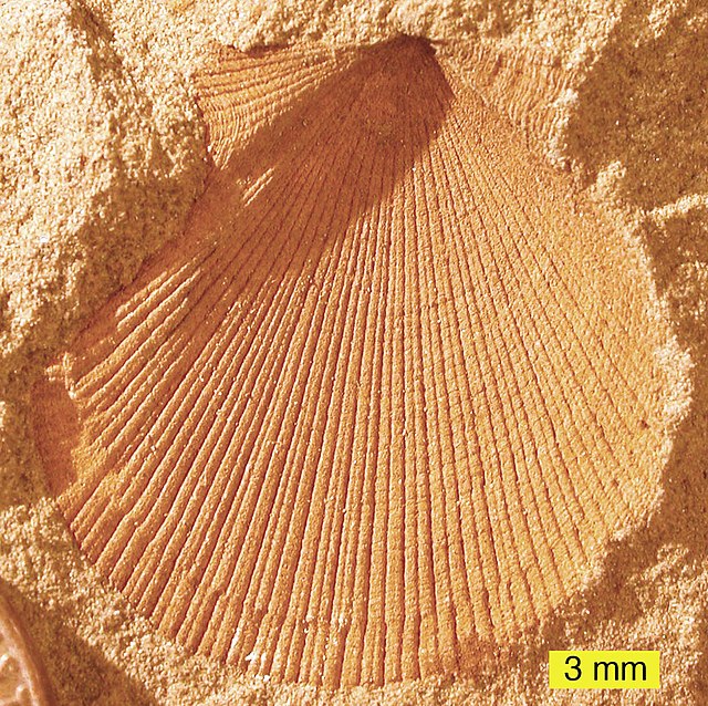 Aviculopecten subcardiformis; an extinct pectenoid from the Logan Formation (Lower Carboniferous) of Wooster, Ohio (external mold).