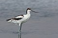 * Предлог Pied avocet (Recurvirostra avosetta) at ThynaI, the copyright holder of this work, hereby publish it under the following license:This image was uploaded as part of Wiki Loves Earth 2024. --El Golli Mohamed 14:51, 29 May 2024 (UTC) * Поддршка  Support Good quality. --Plozessor 14:57, 29 May 2024 (UTC)