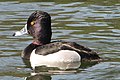 ♂ Aythya collaris ring-necked duck C, W