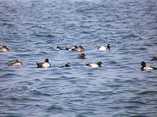 Flock feeding in Tokyo bay, Japan Aythya marila4.jpg