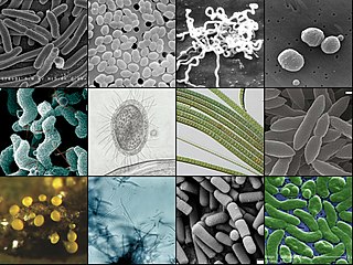 Bacteria collage.jpg