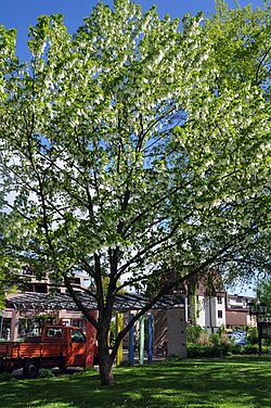 D. involucrata