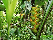 Category:Flora of Guadeloupe dry forest - Wikimedia Commons