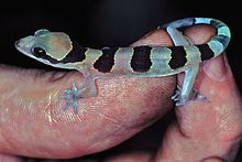 Полосатый листопад Геккон (Hemidactylus fasciatus) (7656819014).jpg 