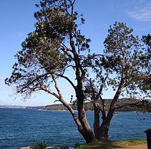 Tree on headland, Manly, NSW Banksia integrifolia integrifolia Manly2 email.jpg