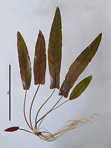 Young Barclaya longifolia Wall. specimen with scale bar (10 cm) Barclaya longifolia Wall.jpg