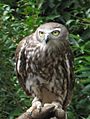 Barking Owl.jpg