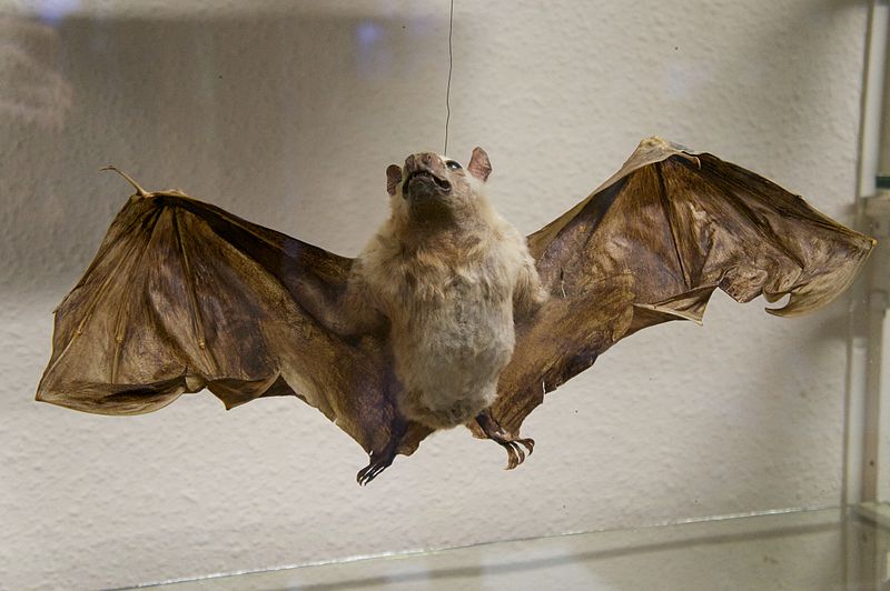 File:Bat (6915986509).jpg