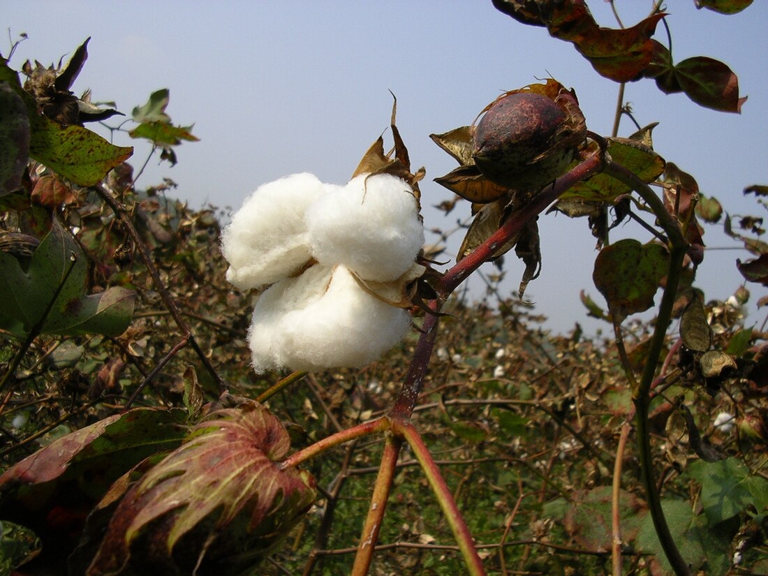 Cotton production in China