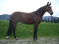 Bavarian Warmblood