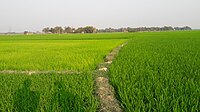 Rice is the staple and predominant crop Beauty of Village1.jpg