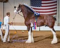 Vorschaubild für Clydesdale (Pferd)