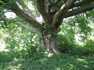 Big Oaks National Wildlife Refuge