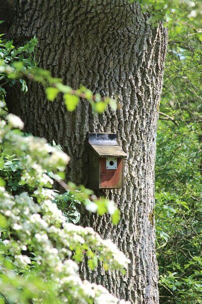 File:Bird box near Weir Wood Reservoir - geograph.org.uk - 3988710.jpg