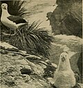 Thumbnail for File:Bird lore (1918) (14775089023).jpg