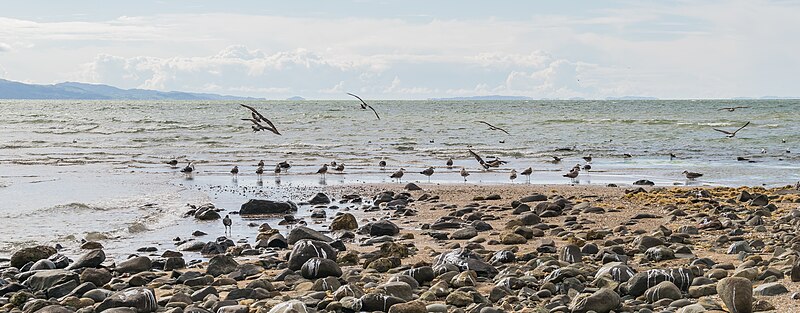 File:Birds at Firth of Thames 01.jpg