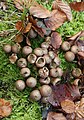 Lycoperdon pyriforme