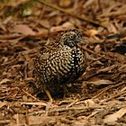Male black-breasted buttonquail