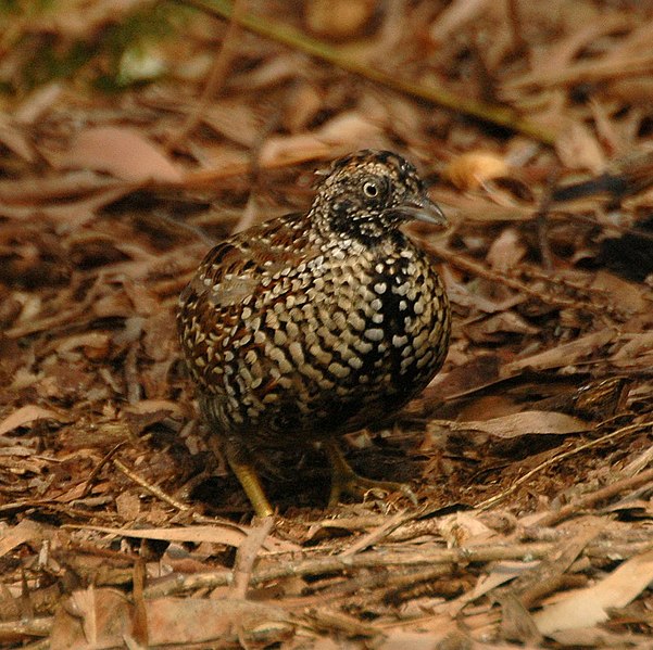 Plik:Black-breasted Button-quail male inskip.JPG