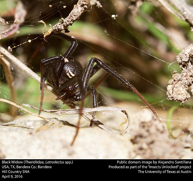 File:Black Widow (Theridiidae, Latrodectus spp.) (25790526914).jpg