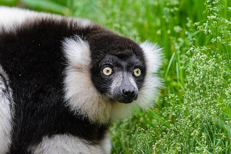 File:Black and white ruffed lemur (52107293062).jpg