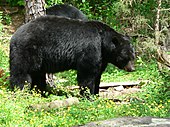 American black bear Blacky.jpg