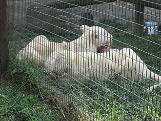 Cubs of white lion in 2014 Blankos Wolf & Vegas.JPG