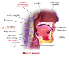 Blausen 0861 Tonsils&Throat Anatomy2 ku.png