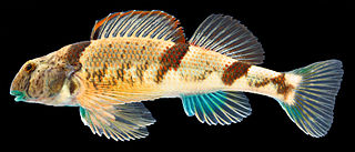 <span class="mw-page-title-main">Blenny darter</span> Species of fish