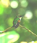 Thumbnail for Oaxaca hummingbird